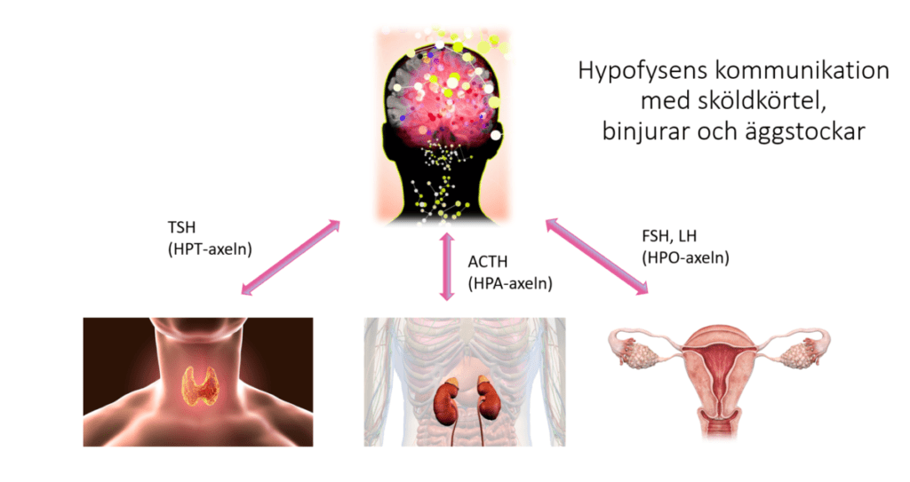 Hypofysens kommunikation